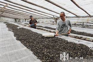 小木耳拉动大产业 绥阳林业局黑木耳采摘节开幕感赋